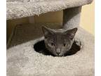 Ember Domestic Shorthair Kitten Female