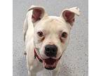 Rebel American Pit Bull Terrier Adult Female