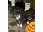 Darcy Domestic Shorthair Young Female