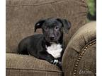 Jake Jack Russell Terrier Puppy Male