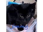 Jimmy Domestic Shorthair Young Male