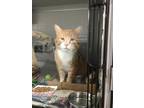 Roger Domestic Shorthair Adult Male