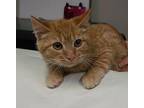 Dandelion S Tabby Kitten Male