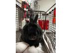 Adopt Chatter a Bunny Rabbit
