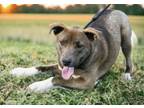 Adopt Dakota a Pit Bull Terrier, Labrador Retriever