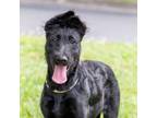 Adopt Anna a Belgian Shepherd / Malinois, Standard Poodle