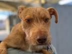 Samwise Lakeland Terrier Young Male
