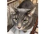 Tucker Domestic Shorthair Male