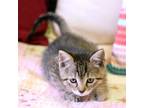 Doris-9033 Domestic Mediumhair Kitten Female