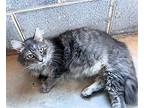 Margaret Domestic Longhair Young Female