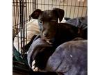 Adopt Alanis a Pit Bull Terrier, Labrador Retriever