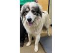 Flap Jack Great Pyrenees Adult Male