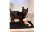 Amour Domestic Shorthair Adult Male