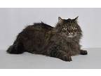 Boots Domestic Longhair Adult Male