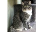 Comet Domestic Mediumhair Kitten Male