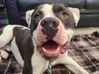 Otis American Pit Bull Terrier Adult Male