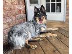 Adopt Heidi a Border Collie, Australian Shepherd