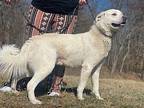 Max Great Pyrenees Adult Male