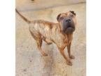 Spring Roll Shar Pei Puppy Female