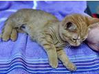 Tangerine Domestic Shorthair Kitten Female