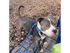 Sammy American Pit Bull Terrier Adult Male