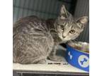 Hopscotch Domestic Shorthair Young Female