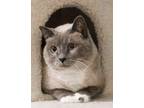 Adopt Rina a Siamese