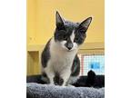 Danica Domestic Shorthair Young Female
