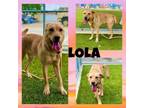 Adopt LOLA a Labrador Retriever, Mixed Breed