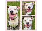 Adopt VALKYRIE a Pit Bull Terrier