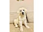 Adopt Paige HTX a Great Pyrenees