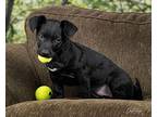 Annie Jack Russell Terrier Puppy Female