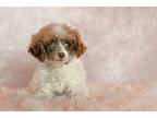 Agatha Poodle (Toy or Tea Cup) Adult Female