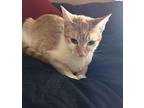 Elle Domestic Shorthair Kitten Female