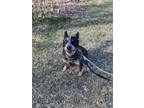 Magdalene Australian Cattle Dog Adult Female