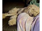 Daisy Goldendoodle Young Female