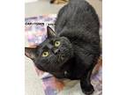 Sarge Domestic Shorthair Adult Male