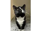 71906A Capone-Pounce Cat Cafe Domestic Shorthair Adult Male