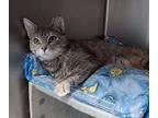 Barn Cat Missy Domestic Shorthair Young Female
