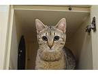 Sprite Domestic Shorthair Young Female