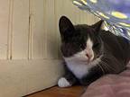 Chloe Domestic Shorthair Young Female