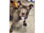 Lilly American Pit Bull Terrier Adult Female