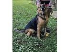 Saddie German Shepherd Dog Adult Female