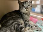 Chase Domestic Shorthair Adult Male