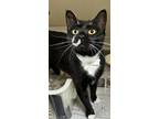71904A Buggie-Pounce Cat Cafe Domestic Shorthair Adult Female