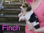 Finch Treeing Walker Coonhound Puppy Female