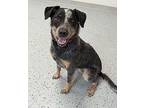 Cleo Australian Cattle Dog Adult Female