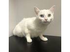 Coconut Domestic Shorthair Young Female