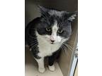 Sylvester Domestic Shorthair Adult Male