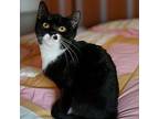 Petunia S Domestic Shorthair Kitten Female